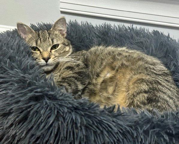 Enlarge Edgar25, a Adoptable mixed breed in Youngsville, NC image 2/4