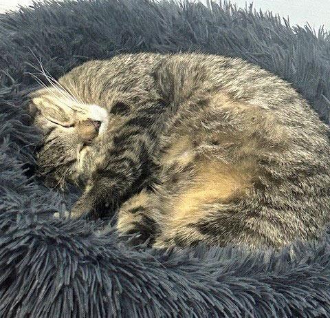 Enlarge Edgar25, a Adoptable mixed breed in Youngsville, NC image 4/4