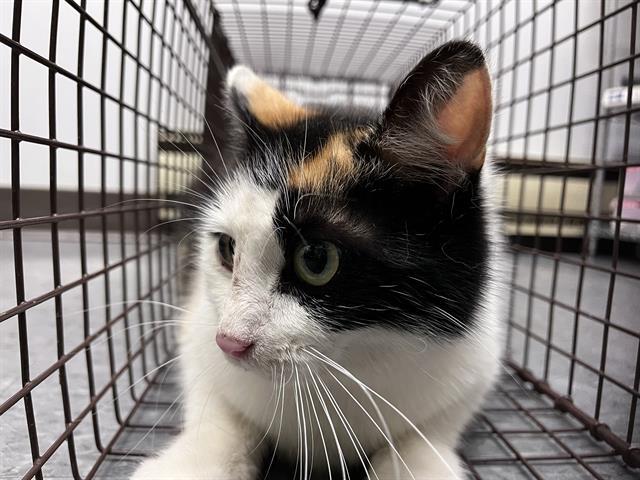 BARN CAT TULIP, Adoptable, Young Female Domestic Short Hair.