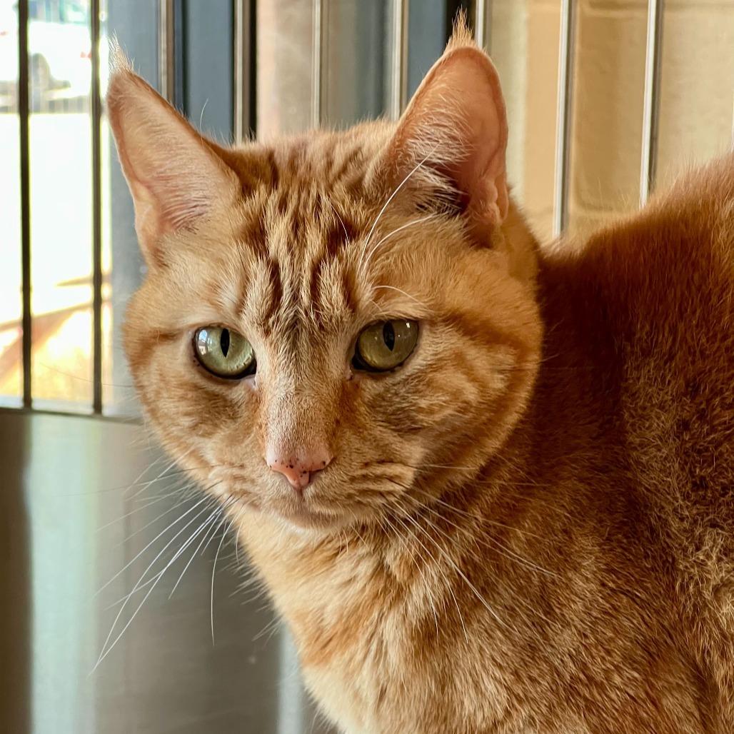 Ari, Adoptable, Adult Female American Shorthair.