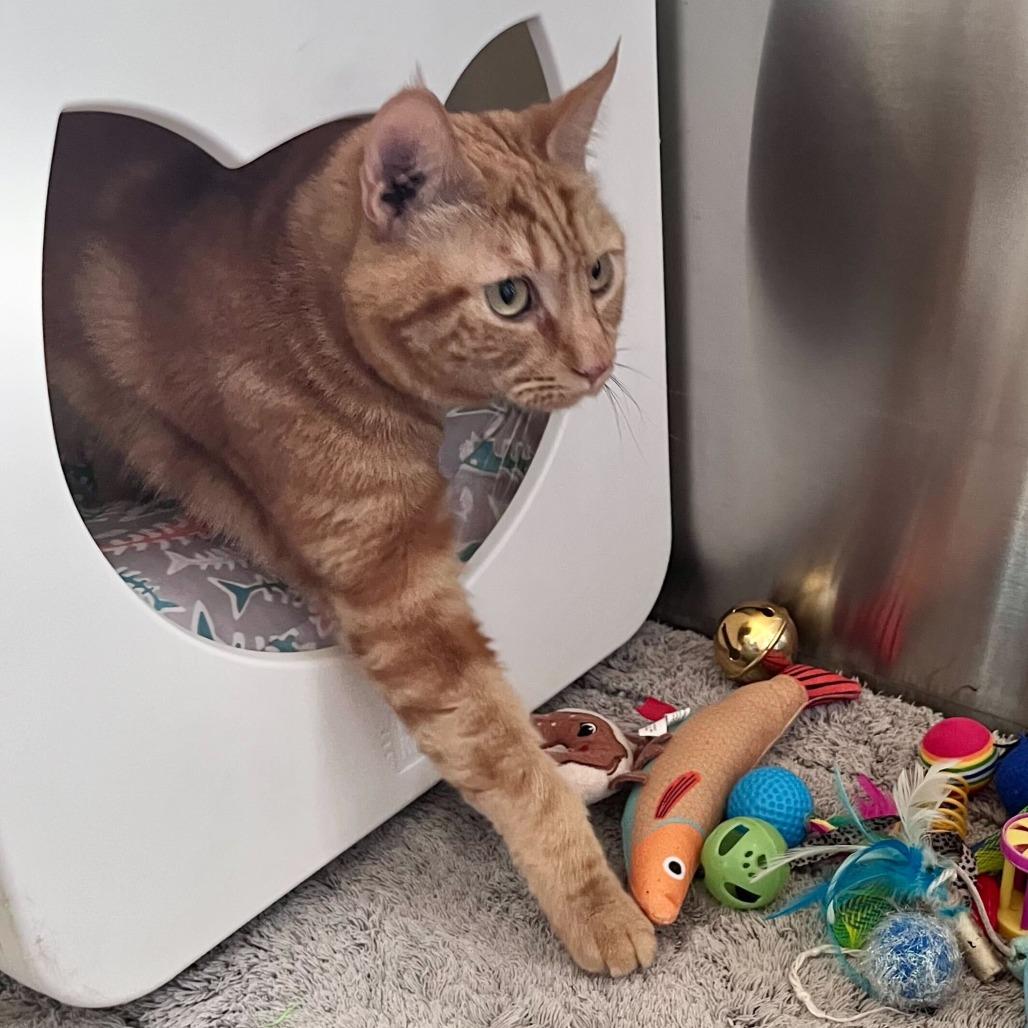 Enlarge Ari, a Adoptable American Shorthair in Riverside, CA image 2/6