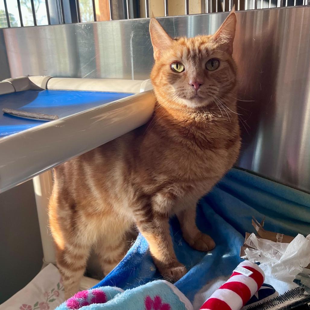 Enlarge Ari, a Adoptable American Shorthair in Riverside, CA image 3/6