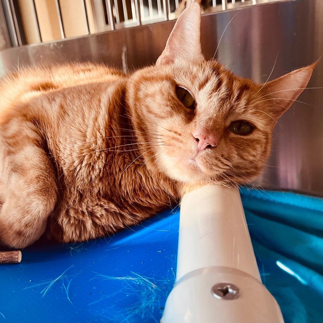 Enlarge Ari, a Adoptable American Shorthair in Riverside, CA image 4/6