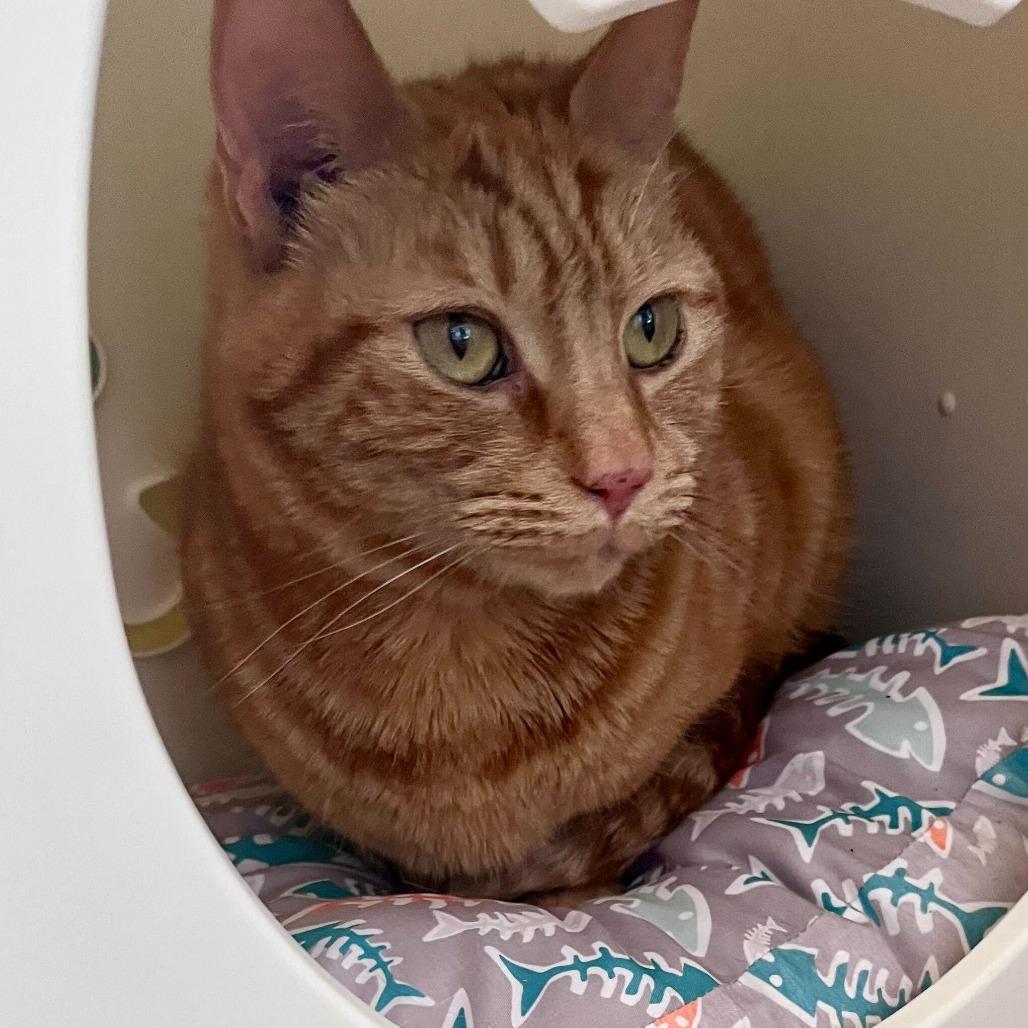 Enlarge Ari, a Adoptable American Shorthair in Riverside, CA image 5/6