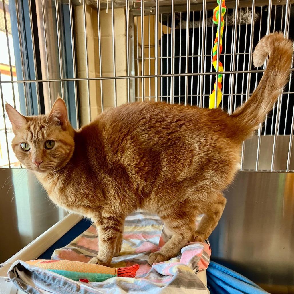 Enlarge Ari, a Adoptable American Shorthair in Riverside, CA image 6/6