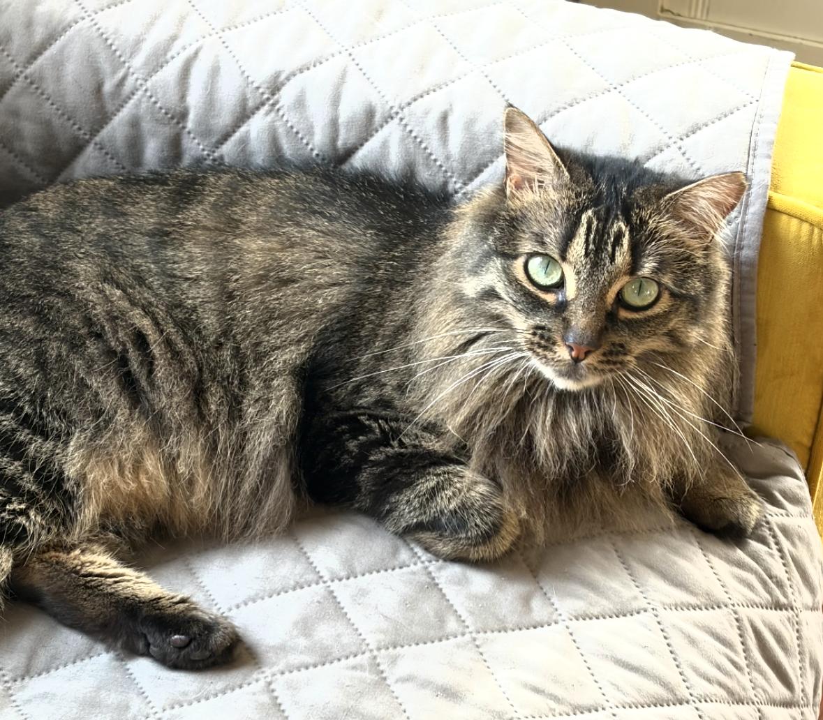Enlarge Marie, a Adoptable mixed breed in Denver, CO image 2/6