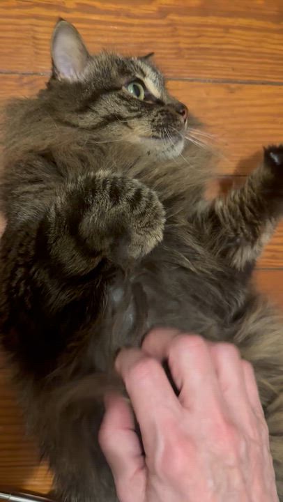 Enlarge Marie, a Adoptable mixed breed in Denver, CO video 3/6