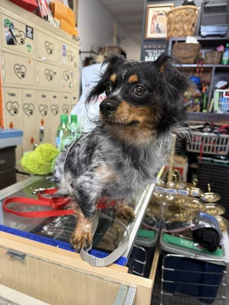 Leroy, adoptable, Adult Male Miniature Dachshund & Cavalier King Charles Spaniel.