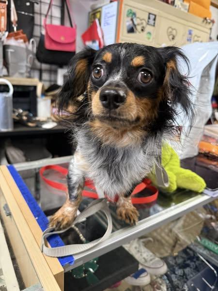 Leroy, an adoptable mixed breed in Broken Arrow, OK image 2/3