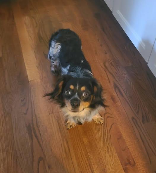 Leroy, an adoptable mixed breed in Broken Arrow, OK image 3/3