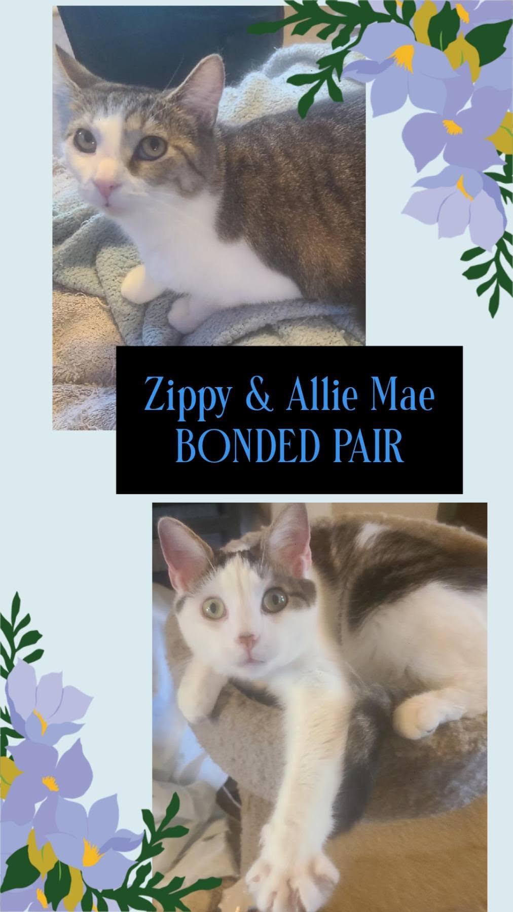 ZIPPY & ALLIE MAE(BONDED PAIR-BROTHER & SISTER), Adoptable, Adult Male Domestic Short Hair.