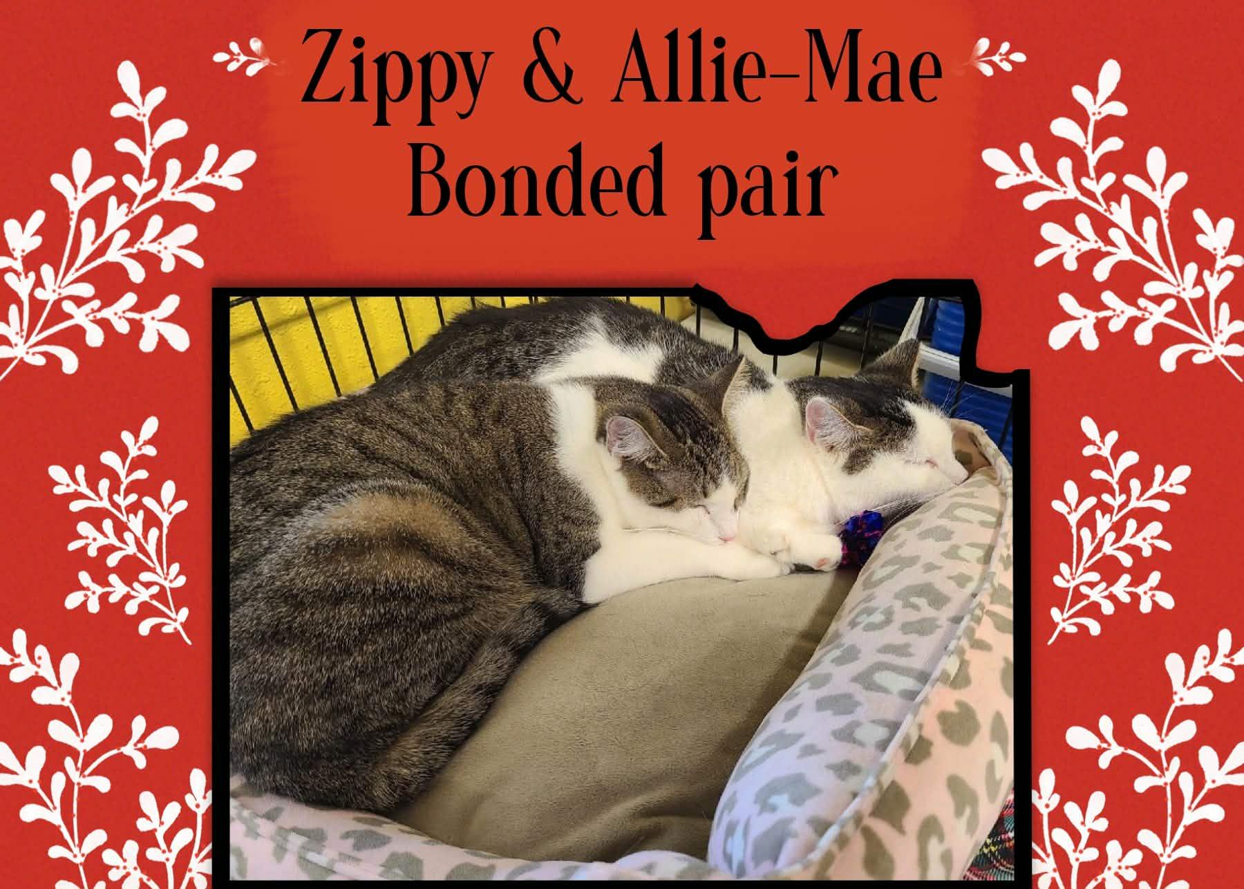 ZIPPY & ALLIE MAE(BONDED PAIR-BROTHER & SISTER), a Adoptable Domestic Short Hair in Fitchburg, WI image 3/3