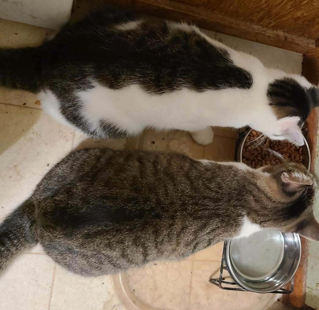 ZIPPY & ALLIE MAE(BONDED PAIR-BROTHER & SISTER), a Adoptable Domestic Short Hair in Fitchburg, WI image 2/3