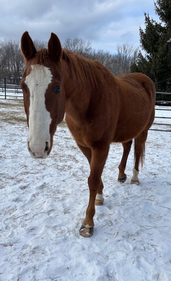 Jaybird (jay), Adoptable, Senior Male Quarterhorse.