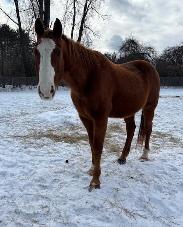 Enlarge Jaybird (jay), a Adoptable mixed breed in Stratham, NH image 2/3