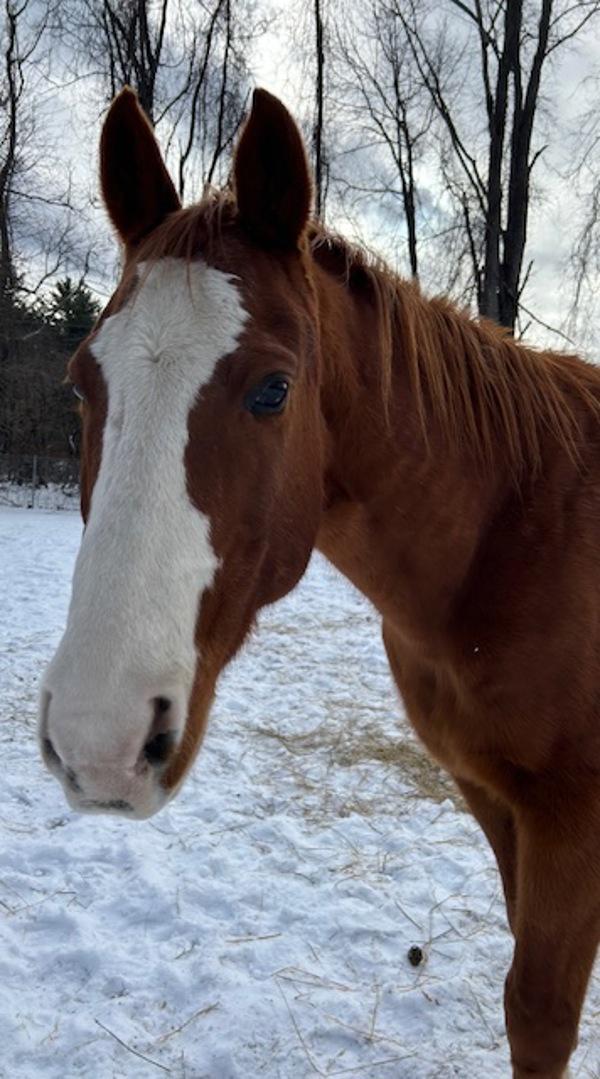 Enlarge Jaybird (jay), a Adoptable mixed breed in Stratham, NH image 3/3
