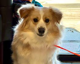 TINY, Adoptable, Young Female Australian Cattle Dog / Blue Heeler & Mixed Breed.