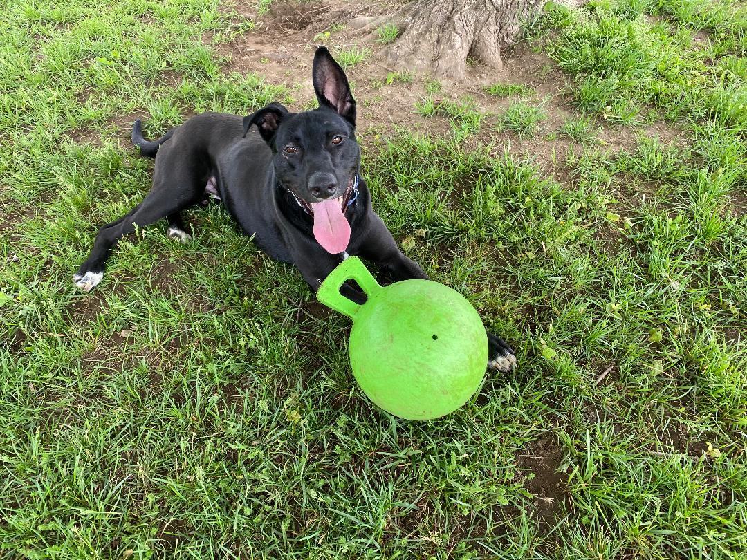 Enlarge Rip Wheeler, a Adoptable mixed breed in New Milford, CT image 8/12