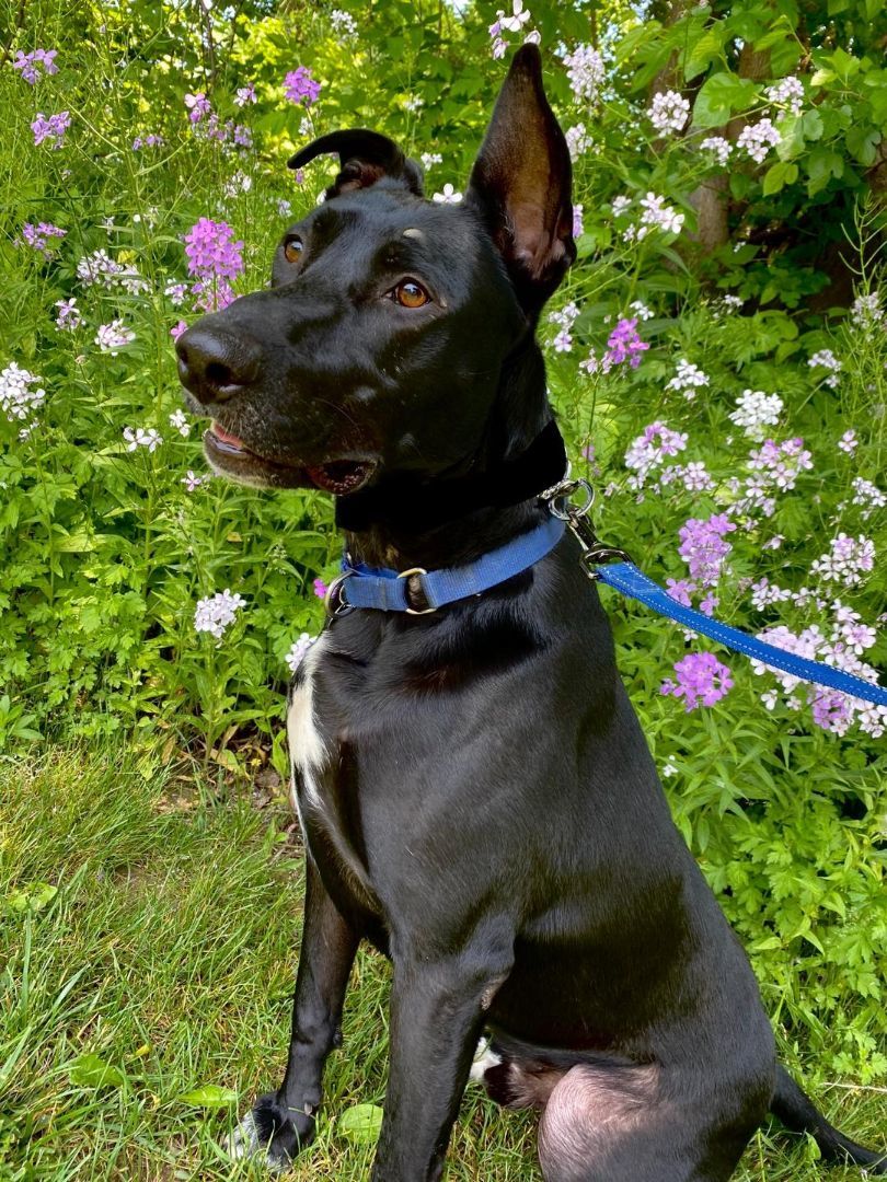 Enlarge Rip Wheeler, a Adoptable mixed breed in New Milford, CT image 9/12