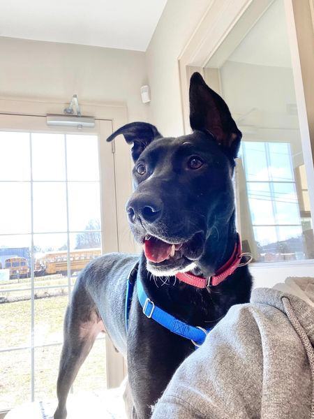 Rip Wheeler, a Adoptable mixed breed in New Milford, CT image 1/12