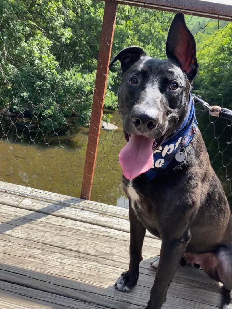 Enlarge Rip Wheeler, a Adoptable mixed breed in New Milford, CT image 10/12