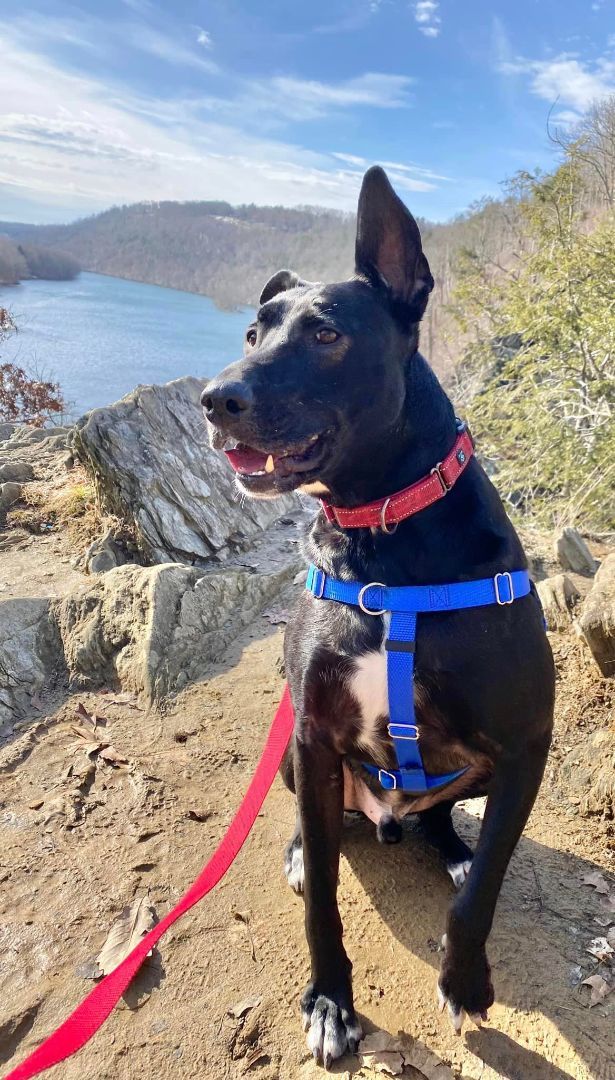 Enlarge Rip Wheeler, a Adoptable mixed breed in New Milford, CT image 11/12