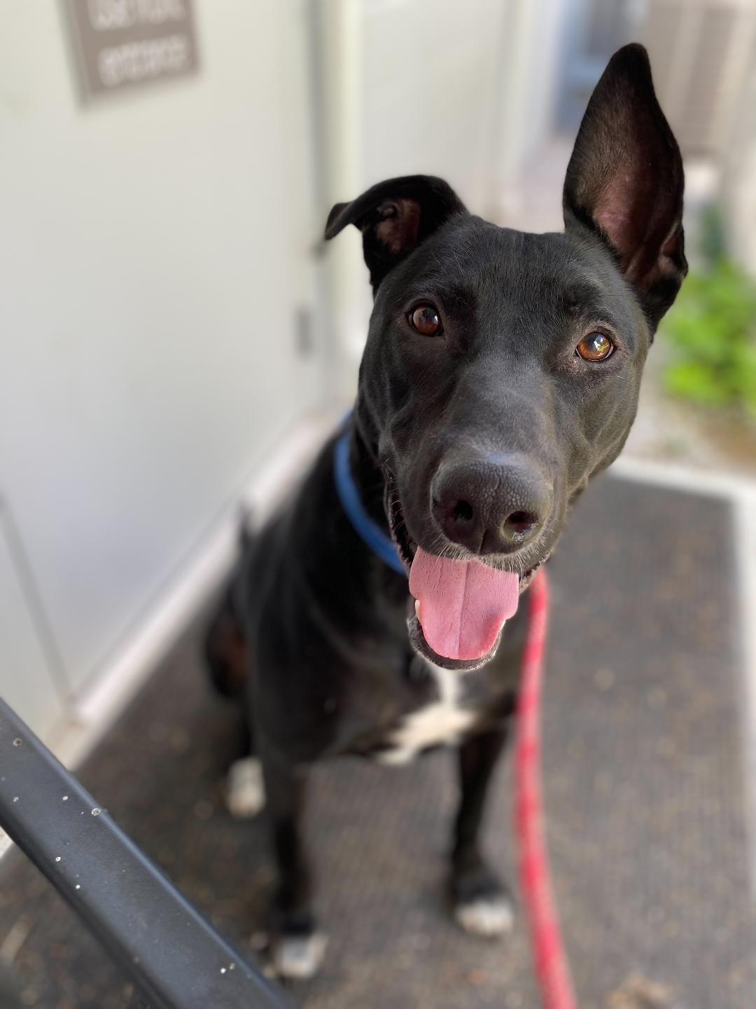 Enlarge Rip Wheeler, a Adoptable mixed breed in New Milford, CT image 12/12