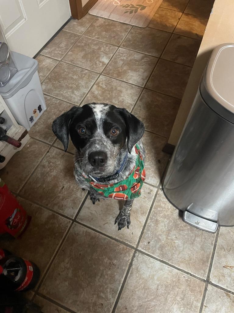 Benny, Adoptable, Adult Male Mixed Breed.