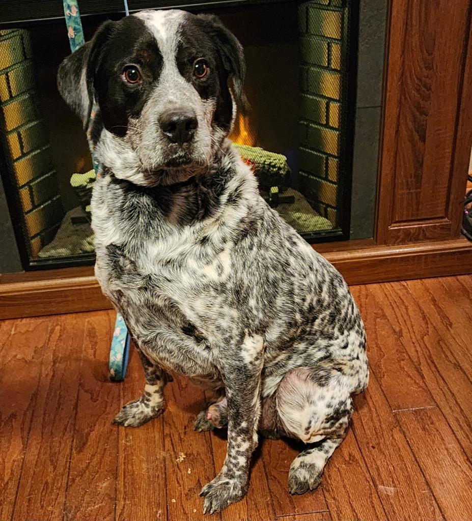 Benny, a Adoptable mixed breed in Effingham, IL image 1/6