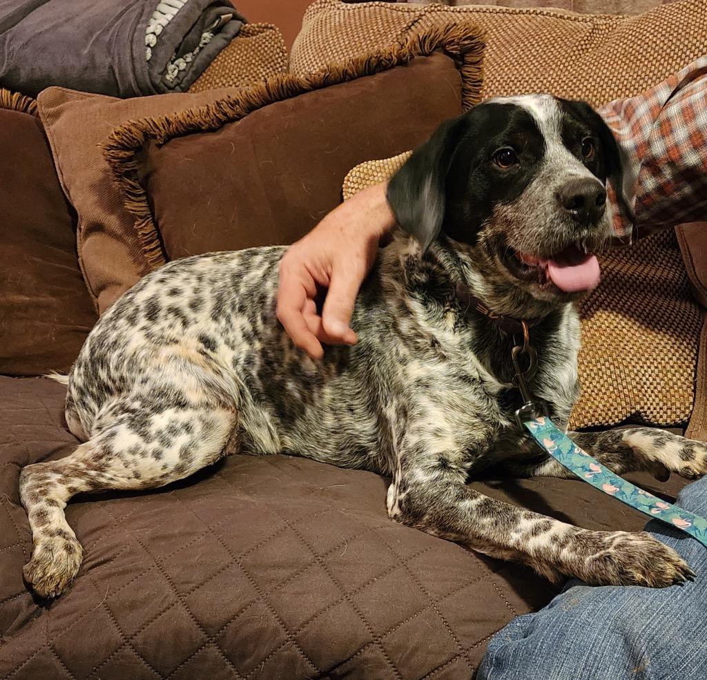 Benny, a Adoptable mixed breed in Effingham, IL image 2/6