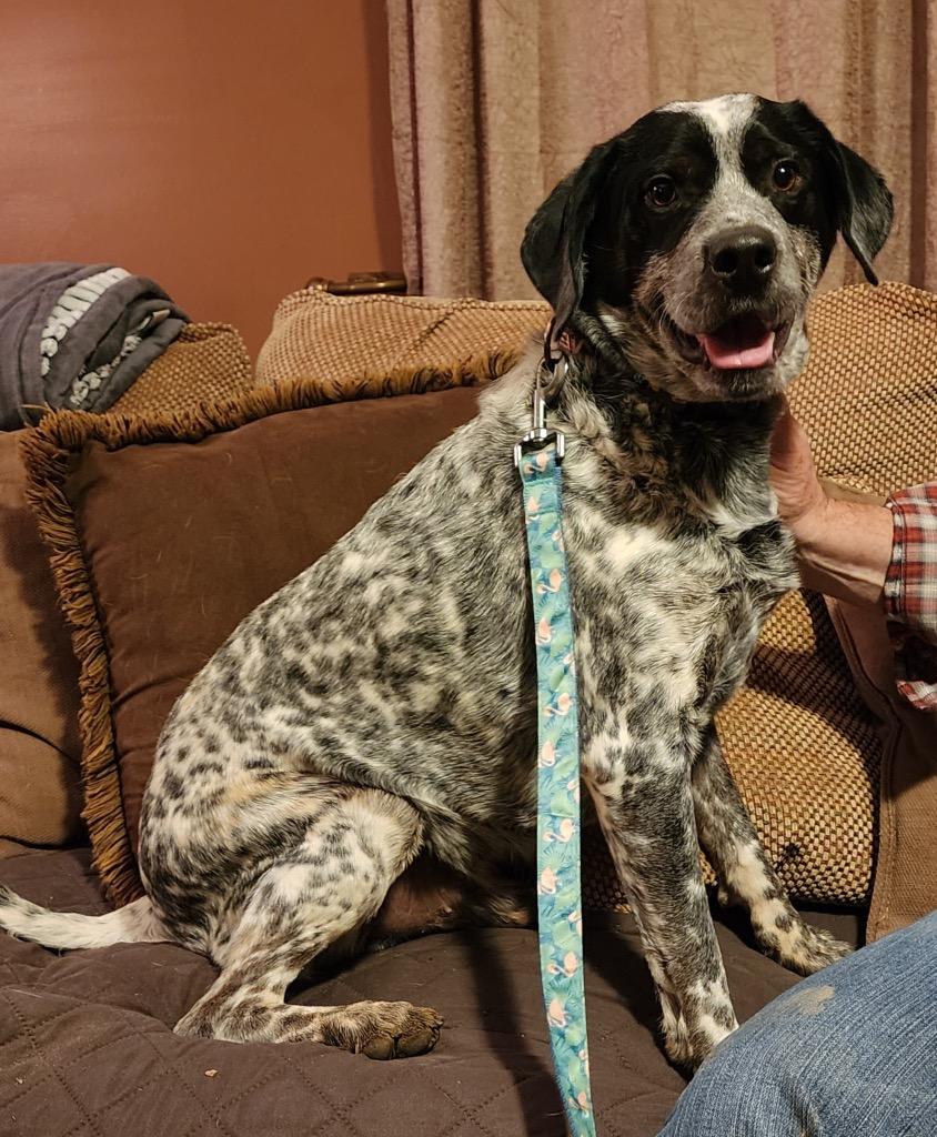 Enlarge Benny, a Adoptable mixed breed in Effingham, IL image 5/6