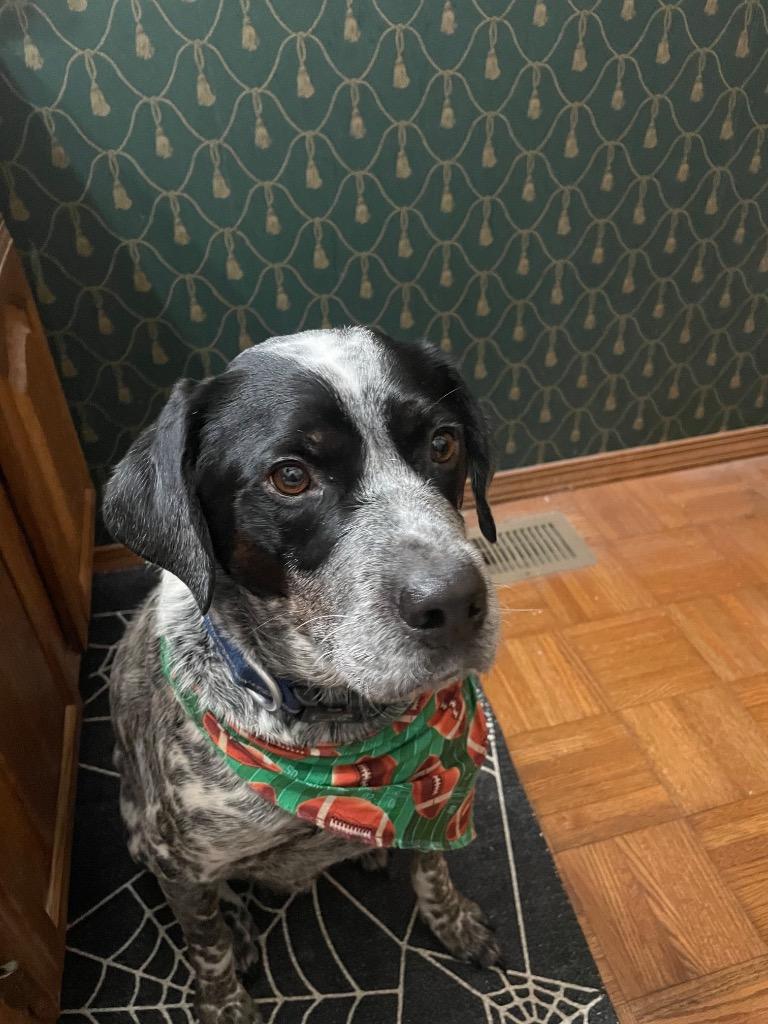 Benny, a Adoptable mixed breed in Effingham, IL image 4/6