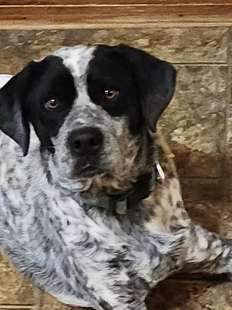 Benny, a Adoptable mixed breed in Effingham, IL image 6/6