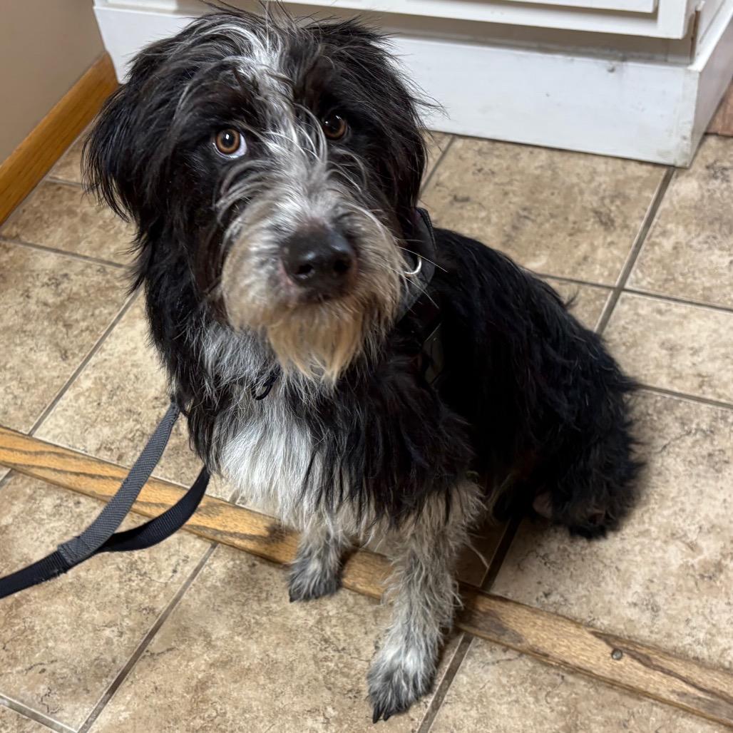 Blue, Adoptable, Young Male German Wirehaired Pointer.