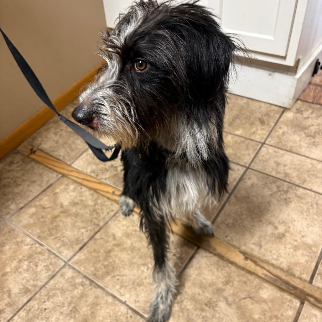 Enlarge Blue, a Adoptable German Wirehaired Pointer in Elbow Lake, MN image 2/2