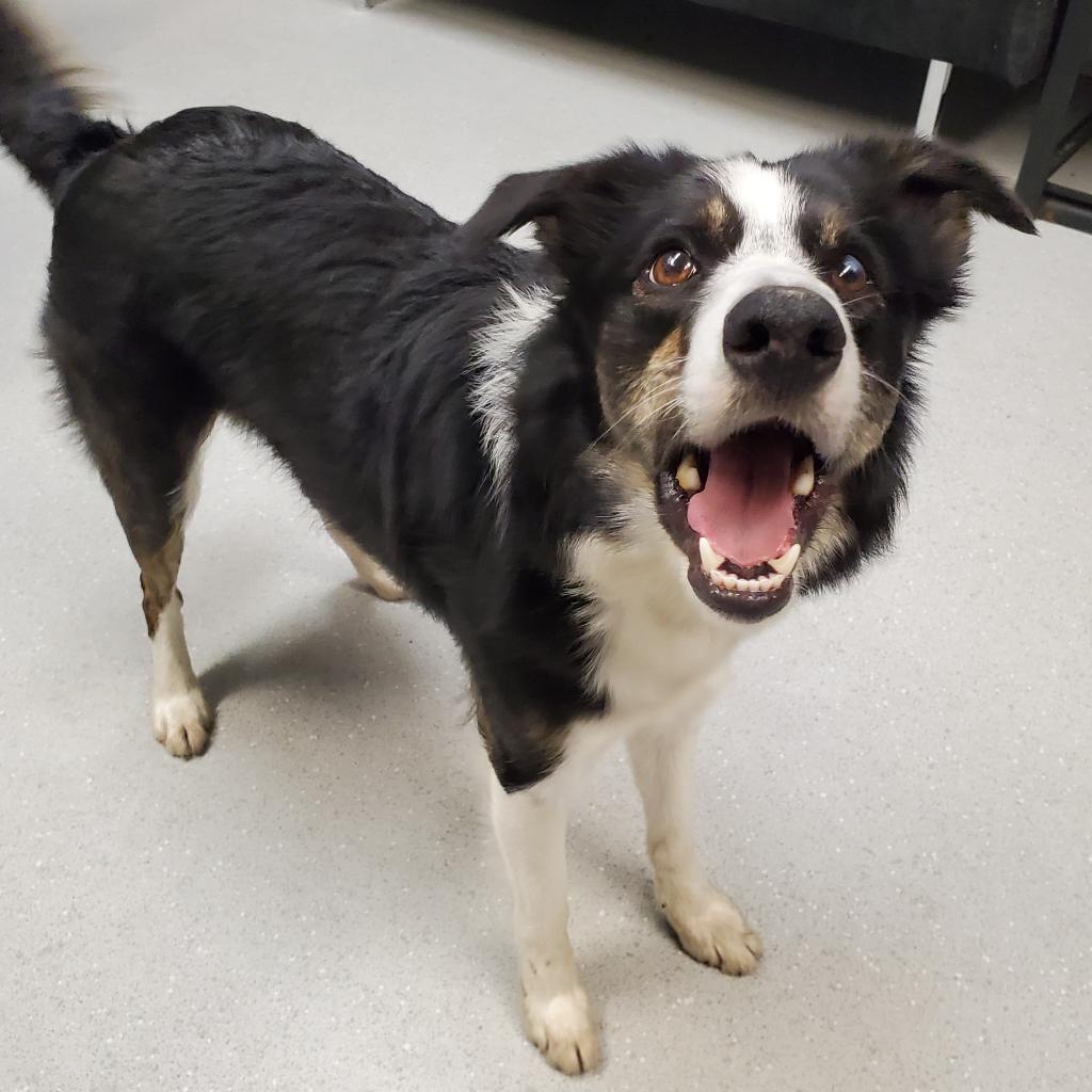 Amelie, Adoptable, Senior Female Border Collie.
