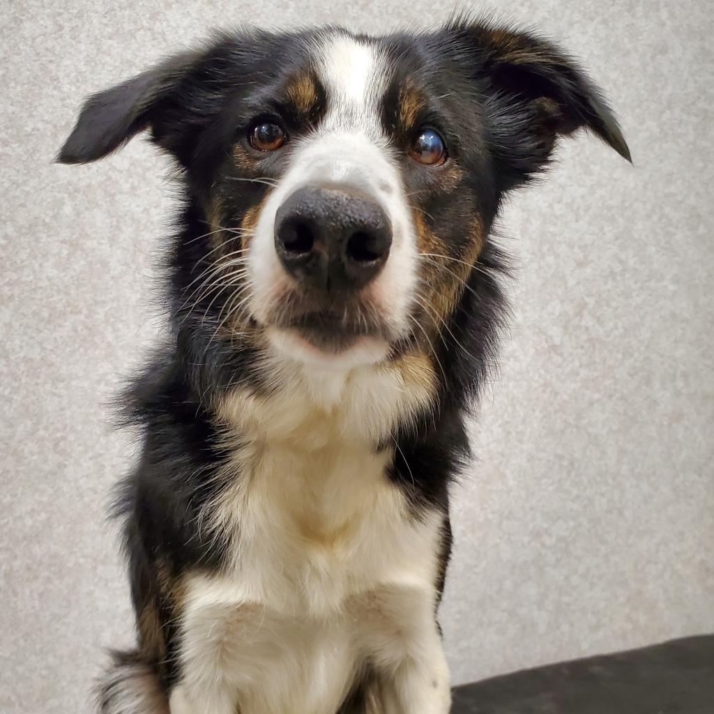 Enlarge Amelie, a Adoptable Border Collie in Didsbury, AB image 2/6