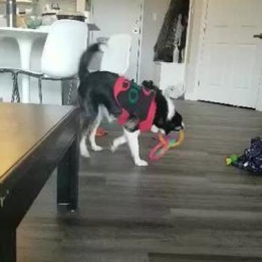 Enlarge Amelie, a Adoptable Border Collie in Didsbury, AB image 5/6