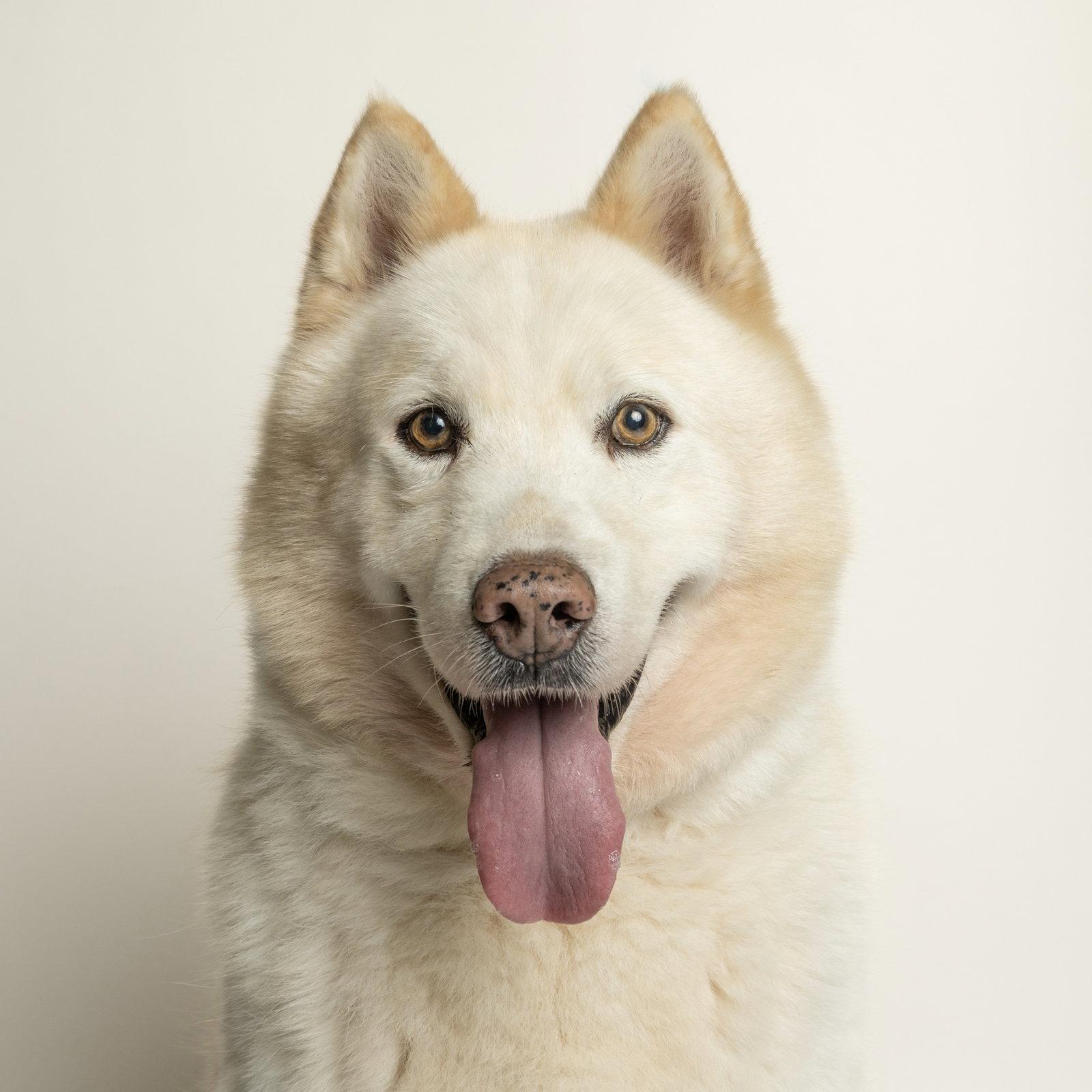 Wally, Adopted, Adult Male Husky & Alaskan Malamute.