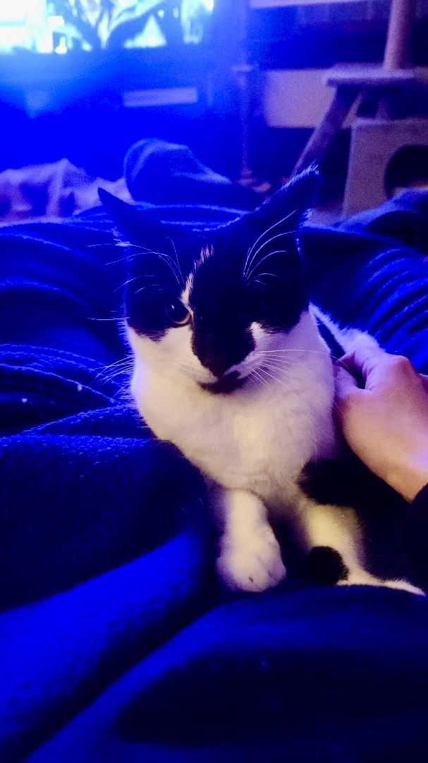 Enlarge Hippo, a ADOPTABLE Domestic Short Hair in Rochester, NY image 4/6