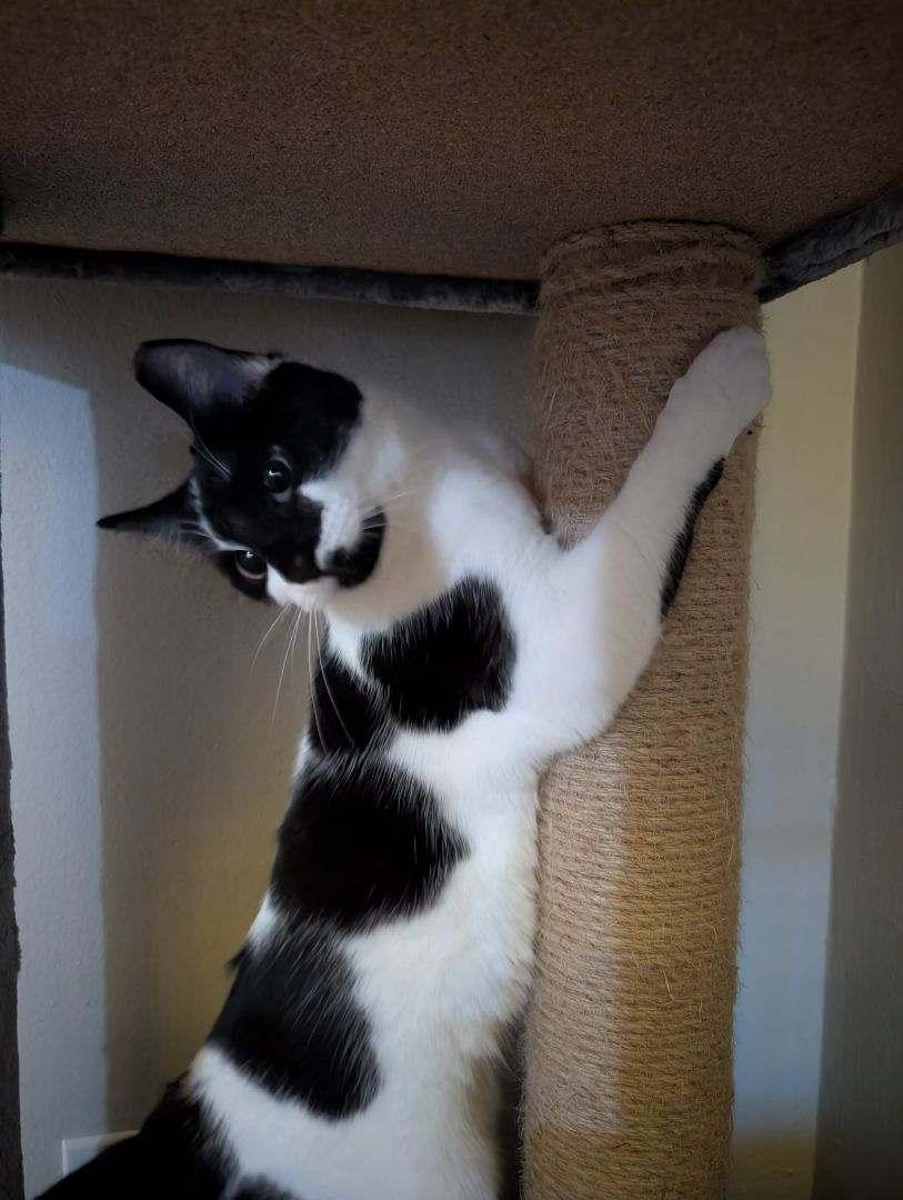 Enlarge Hippo, a ADOPTABLE Domestic Short Hair in Rochester, NY image 3/6