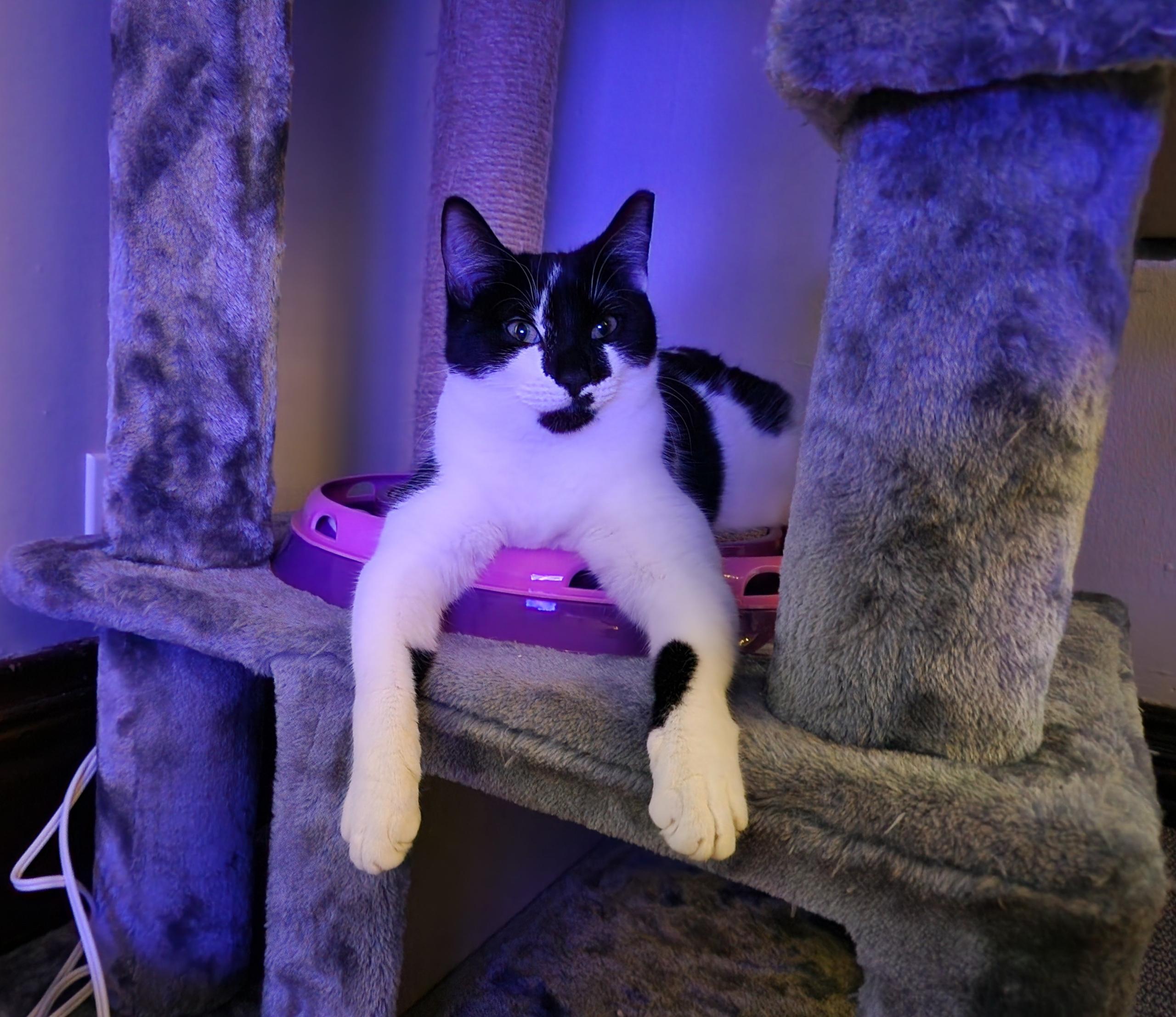 Hippo, ADOPTABLE, Young Female Domestic Short Hair.