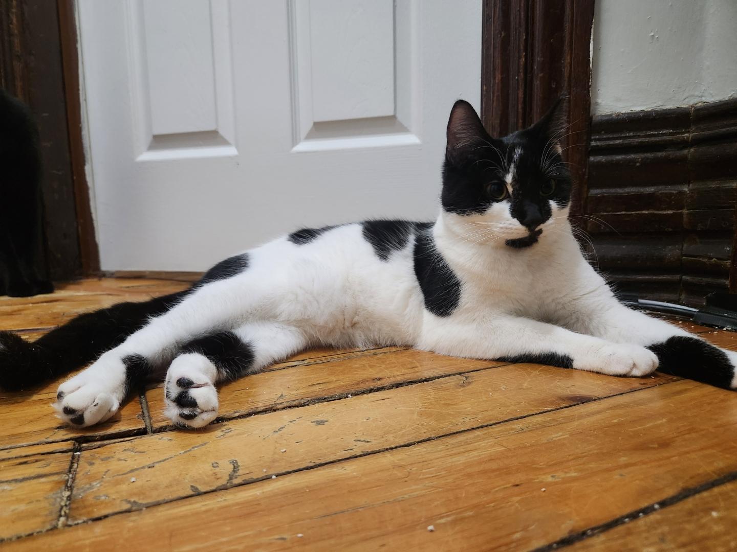 Enlarge Hippo, a ADOPTABLE Domestic Short Hair in Rochester, NY image 5/6