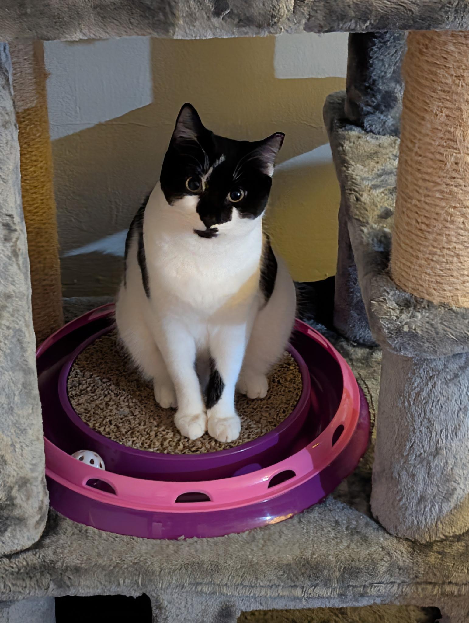 Enlarge Hippo, a ADOPTABLE Domestic Short Hair in Rochester, NY image 6/6