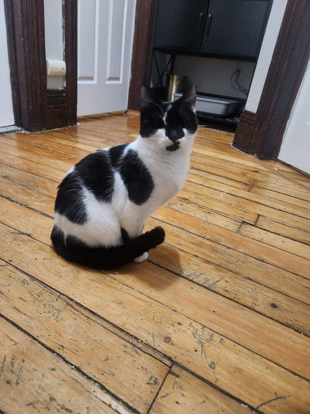 Enlarge Hippo, a ADOPTABLE Domestic Short Hair in Rochester, NY image 2/6