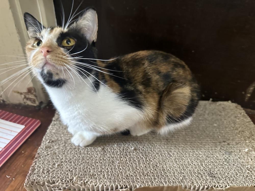 Ruth, Adoptable, Adult Female Domestic Short Hair.