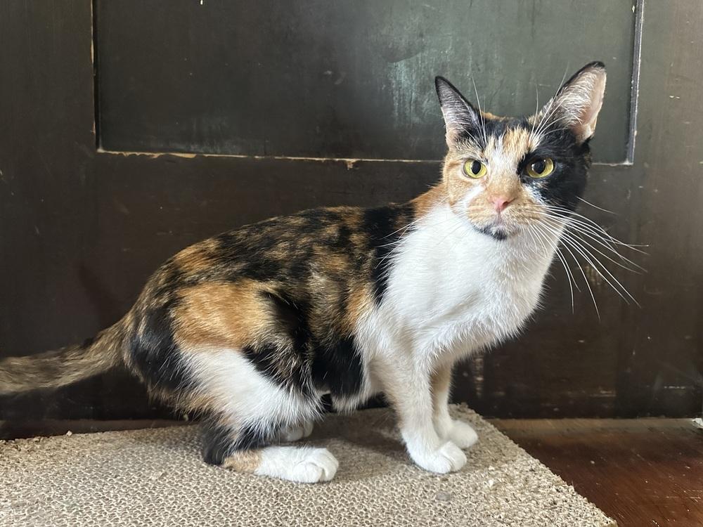 Enlarge Ruth, a Adoptable mixed breed in Mishawaka, IN image 3/5