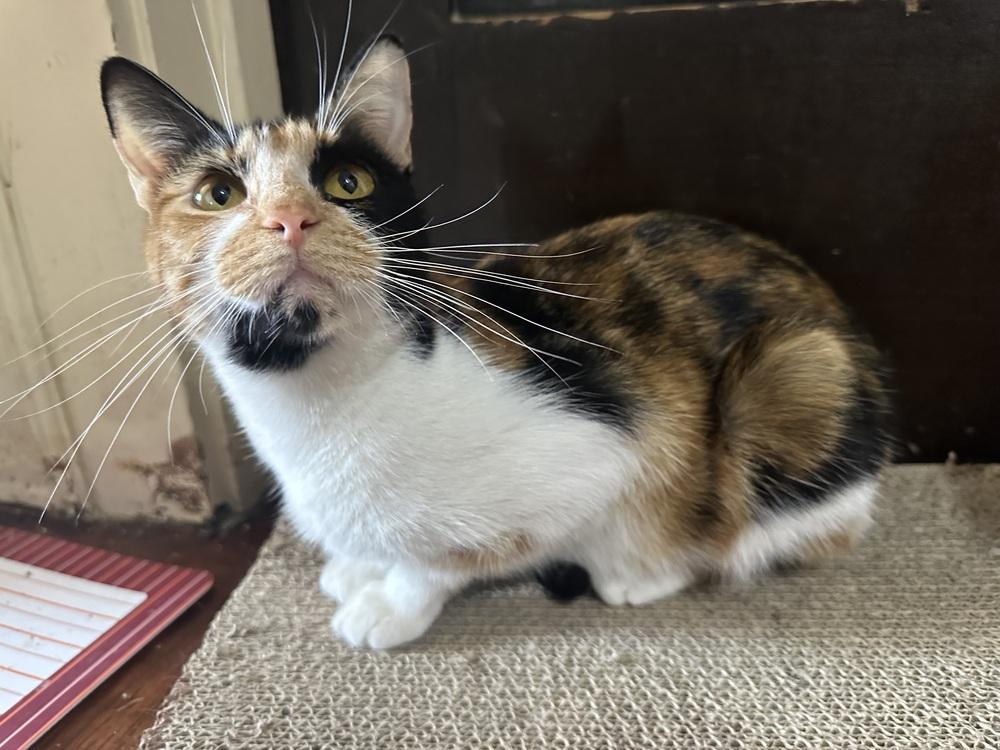 Enlarge Ruth, a Adoptable mixed breed in Mishawaka, IN image 4/5