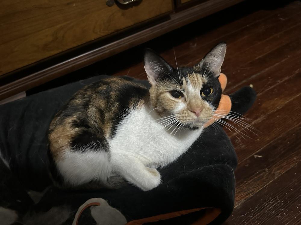 Enlarge Ruth, a Adoptable mixed breed in Mishawaka, IN image 5/5