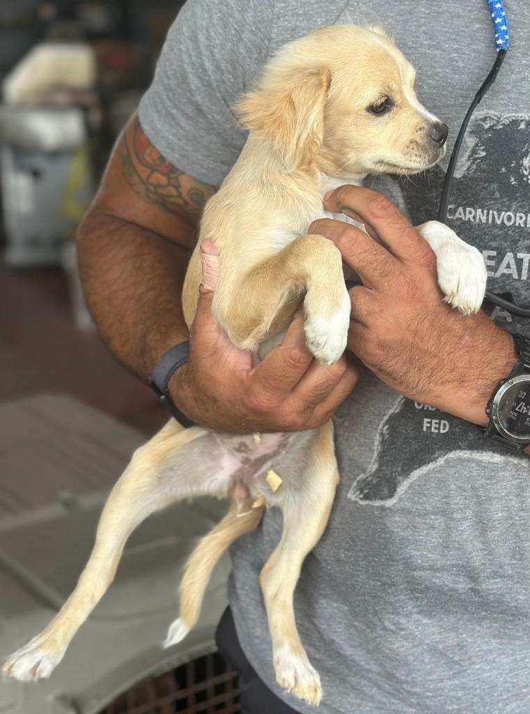 Daisy2, Adoptable, Puppy Female Chihuahua.